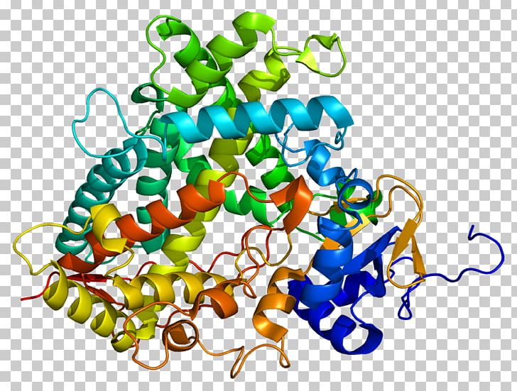 CYP1A2 Cytochrome P450 Xenobiotic CYP2C19 PNG, Clipart, Art, Benzoapyrene, Biotransformation, Caffeine, Cyp1a2 Free PNG Download