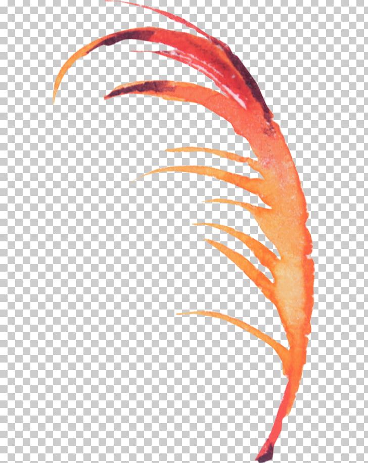 Feather Bird PNG