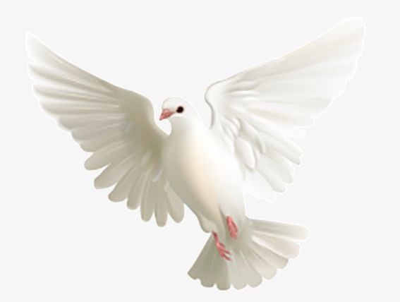 Peace Dove PNG, Clipart, Dove, Dove Clipart, Peace Clipart, White, White Dove Wings Free PNG Download