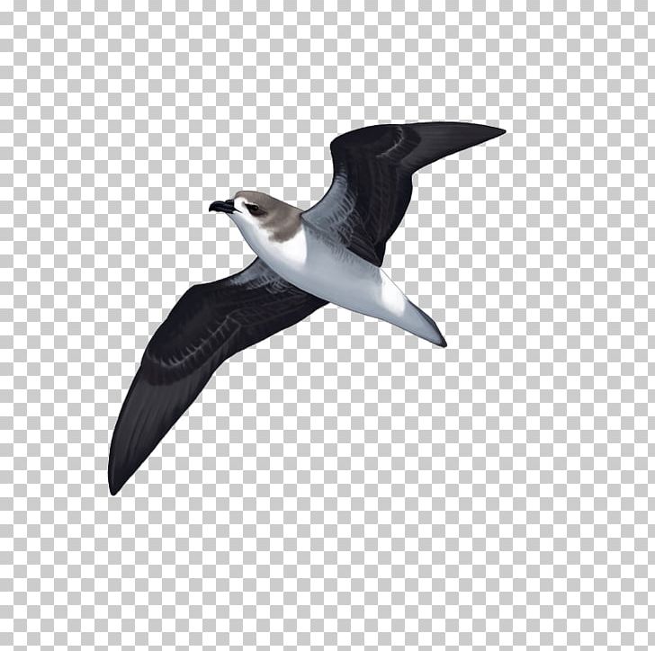 Seabird Costeiras Shorebirds Beak PNG, Clipart, Beak, Bird, Charadriiformes, Deontay Wilder, Fauna Free PNG Download