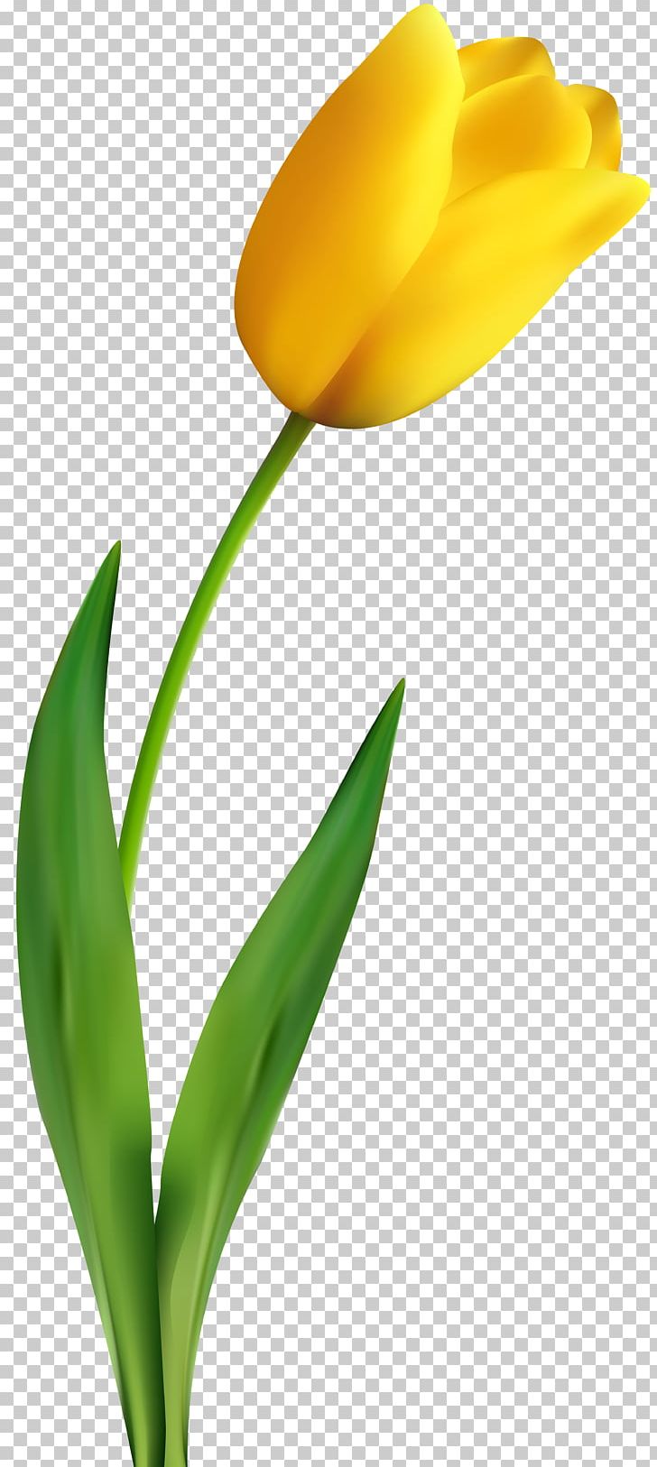 Tulip Flower Yellow PNG, Clipart, Desktop Wallpaper, Flower, Flowering Plant, Flowers, Green Free PNG Download