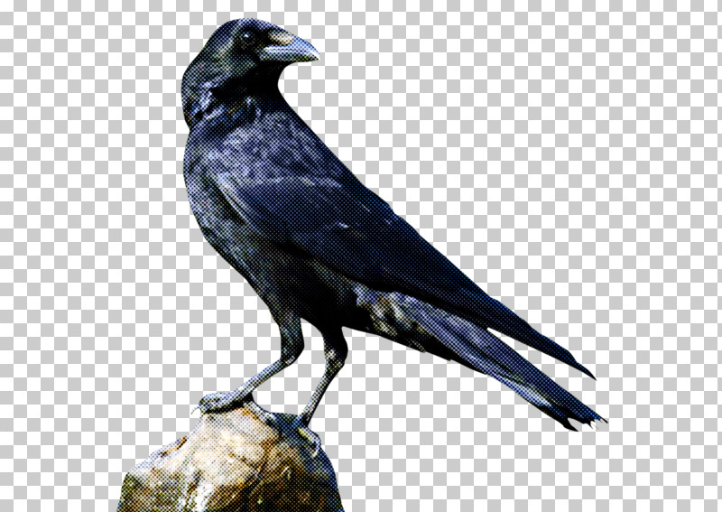 Common Raven American Crow Birds Icon Raven PNG, Clipart, American Crow, Birds, Common Raven, Crows, Raven Free PNG Download