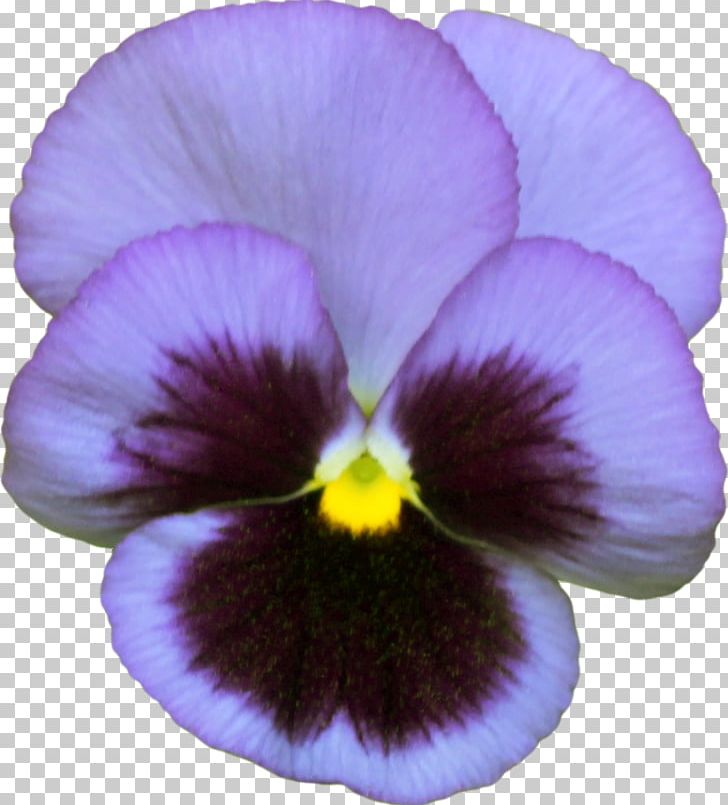 Pansy Violet Анюта Photography PNG, Clipart, Ansichtkaart, Color, Flower, Flowering Plant, Liveinternet Free PNG Download