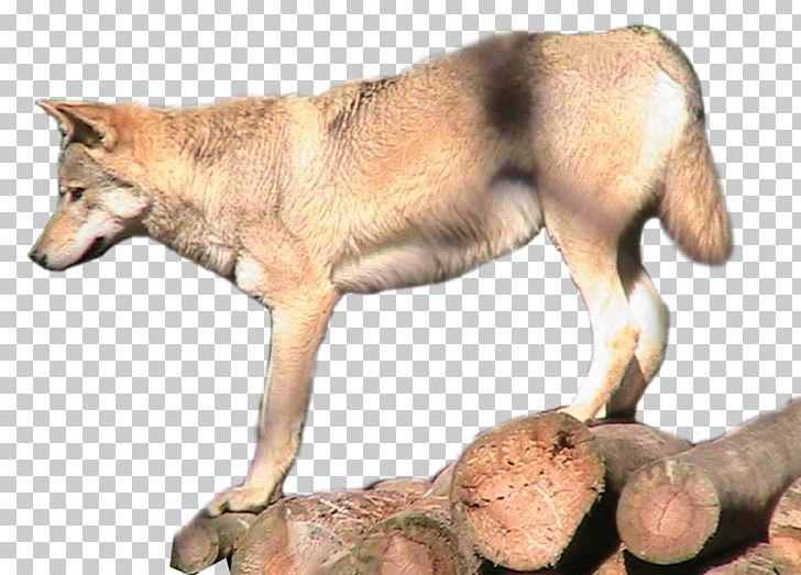 Saarloos Wolfdog Arctic Wolf Coyote Animal PNG, Clipart, Animal, Animals, Arctic Wolf, Canidae, Carnivoran Free PNG Download