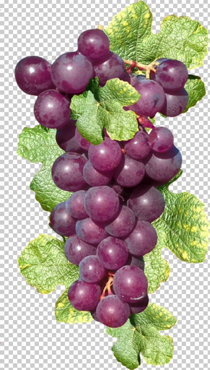 Sultana Zante Currant Common Grape Vine Wine PNG, Clipart, Berry, Concord Grape, Flowering Plant, Food, Fruit Free PNG Download