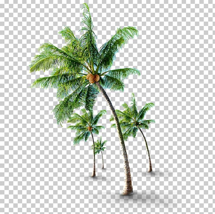 Tree If(we) PNG, Clipart, Arecaceae, Arecales, Coco, Coconut, Coconut Grove Free PNG Download