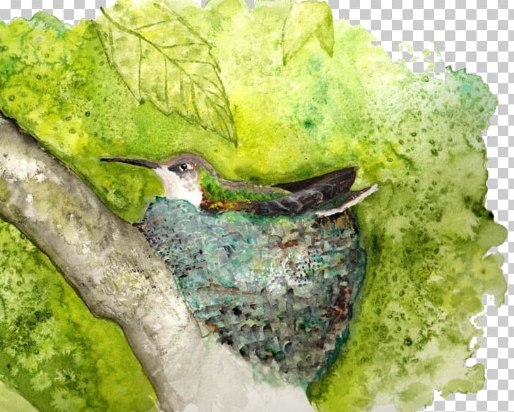 Beak Fauna PNG, Clipart, Beak, Bird, Fauna, Hummingbird Watercolor, Others Free PNG Download
