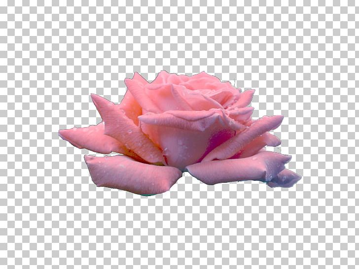 Garden Roses Cabbage Rose Cut Flowers Petal PNG, Clipart, Closeup, Cut Flowers, Flower, Flowering Plant, Garden Free PNG Download