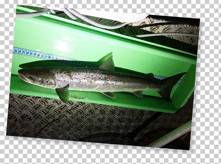 Salmon Lippe Fish Products Deutscher Angelfischerverband PNG, Clipart, Animals, Deutscher Angelfischerverband, European Pilchard, Fauna, Fish Free PNG Download
