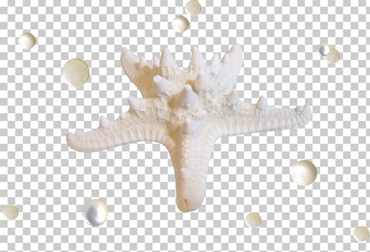 Starfish Seabed PNG, Clipart, Animals, Blog, Creativity, Download, Etoile Free PNG Download