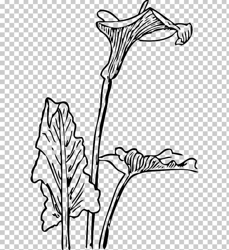 Arum-lily Drawing Line Art PNG, Clipart, Art, Artwork, Arumlily, Black, Black And White Free PNG Download