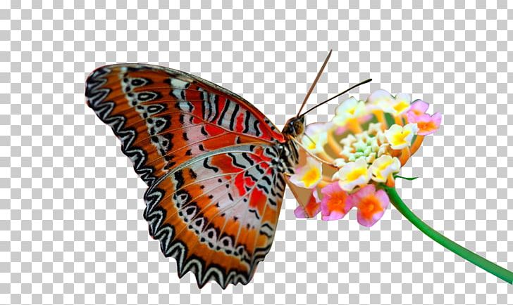 Butterfly High-definition Television 1080p High-definition Video PNG, Clipart, 1080p, Brush Footed Butterfly, Butterflies, Butterfly Group, Color Free PNG Download