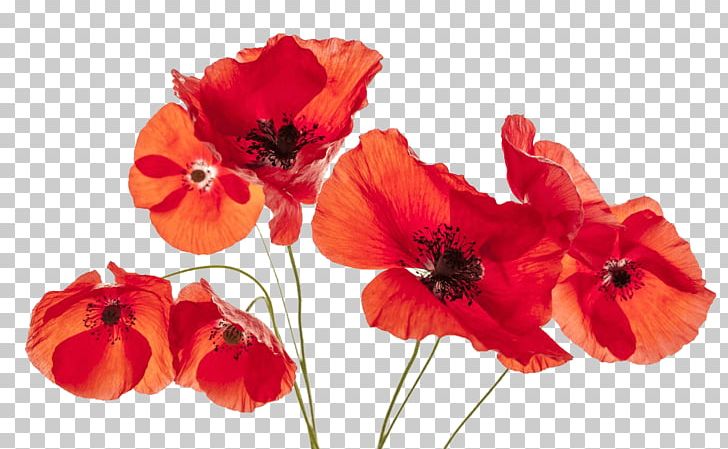 Common Poppy Flower Remembrance Poppy PNG, Clipart, Annual Plant, Common Poppy, Coquelicot, Cut Flowers, Fleur Blanche Free PNG Download