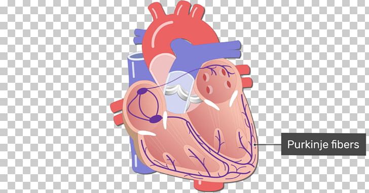 Electrical Conduction System Of The Heart Circulatory System Cardiology Purkinje Fibers PNG, Clipart, Anatomy, Bund, Cardiac Muscle, Cardiology, Cartoon Free PNG Download