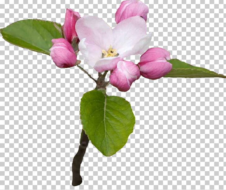 Flower PNG, Clipart, Blossom, Branch, Bud, Dia, Digital Image Free PNG Download