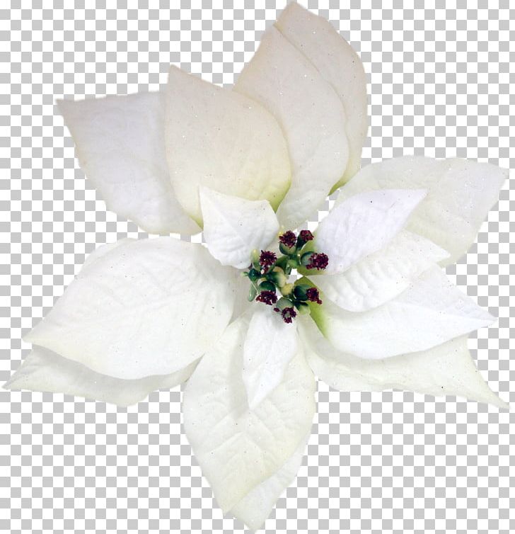 Flower Poinsettia Christmas Petal PNG, Clipart, Anemone, Christmas, Christmas Card, Color, Corepng Free PNG Download