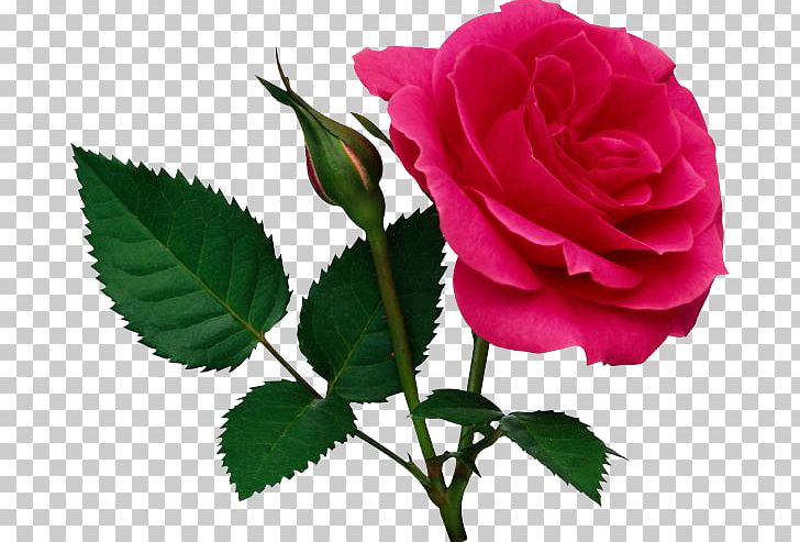 Rose PNG, Clipart, Bud, Color, Cut Flowers, Floribunda, Flower Free PNG Download