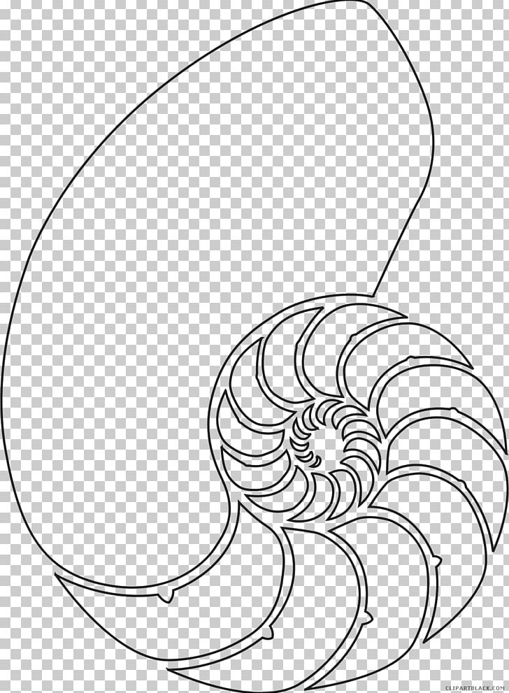 Nautilidae Seashell Chambered Nautilus Mollusc Shell PNG, Clipart, Animal, Animals, Area, Artwork, Black And White Free PNG Download