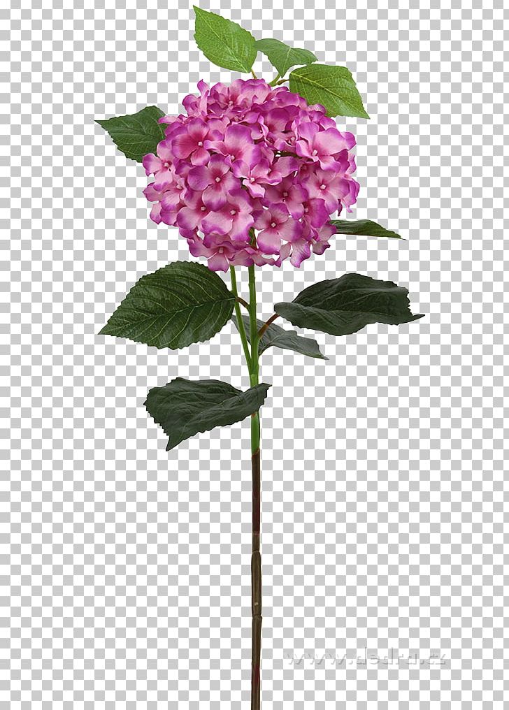Hydrangea Cut Flowers Vaše Dedra Plant Stem PNG, Clipart, 88 Cm Kwk 36, Centimeter, Cornales, Cut Flowers, Czech Republic Free PNG Download