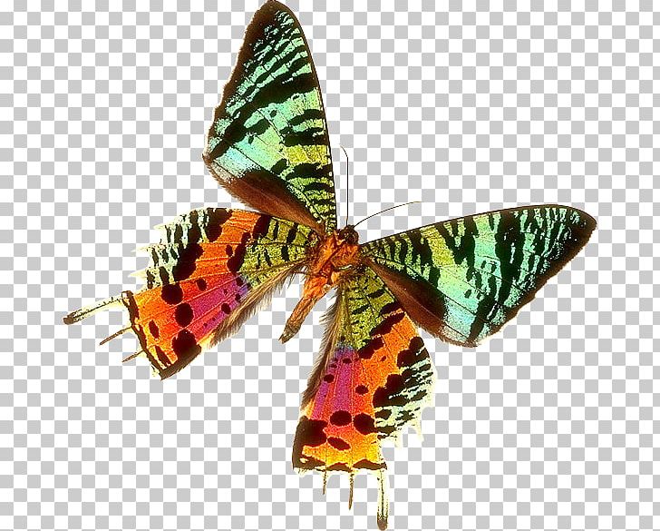 Moth Butterfly Chrysiridia Rhipheus Great North Woods Karner Blue PNG, Clipart, Arthropod, Brush Footed Butterfly, Butterfly, Chr, Insect Free PNG Download