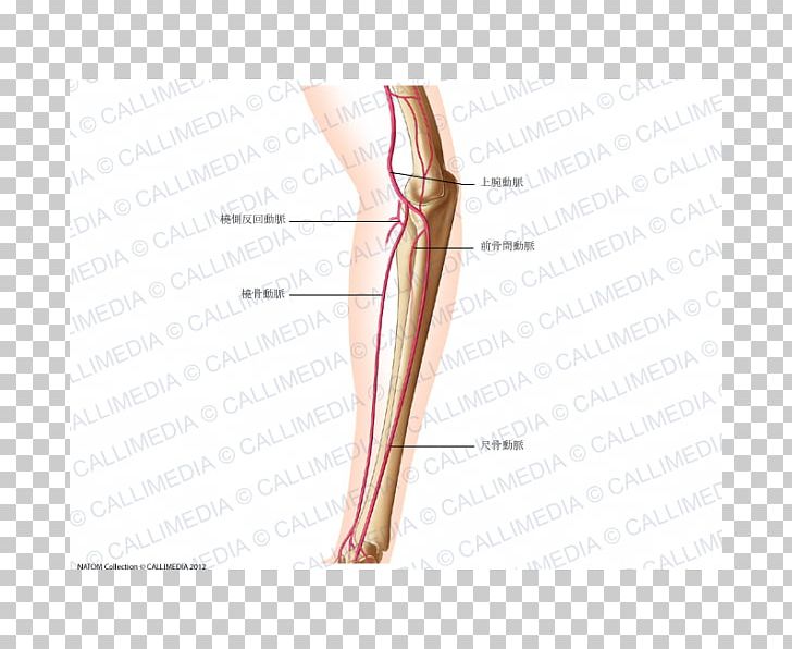 Thumb Hip Thigh Human Leg Elbow PNG, Clipart, Abdomen, Angle, Arm, Blood Vessel, Bone Free PNG Download
