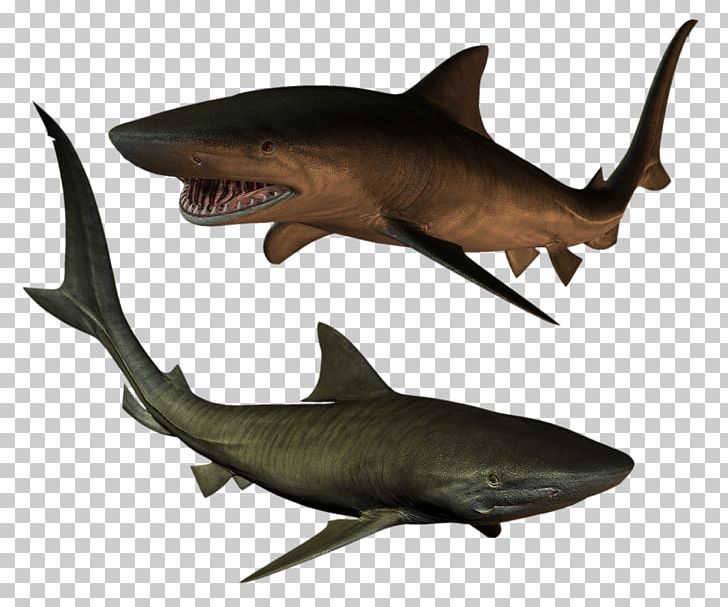 Tiger Shark Fish PNG, Clipart, Animals, Carcharhiniformes, Cartilaginous Fish, Computer Icons, Digital Image Free PNG Download