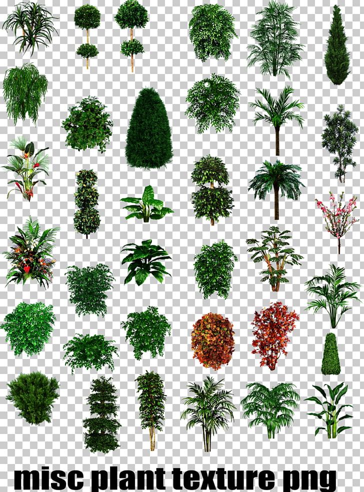 Tropical Plant Types Shrub Tree PNG, Clipart, Conifer, Deciduous, Evergreen, Flora, Flower Free PNG Download