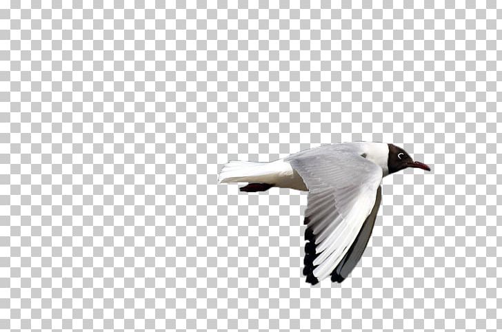 Gulls Bird Goose Flight PNG, Clipart, Animal, Animals, Background White, Beak, Bird Free PNG Download