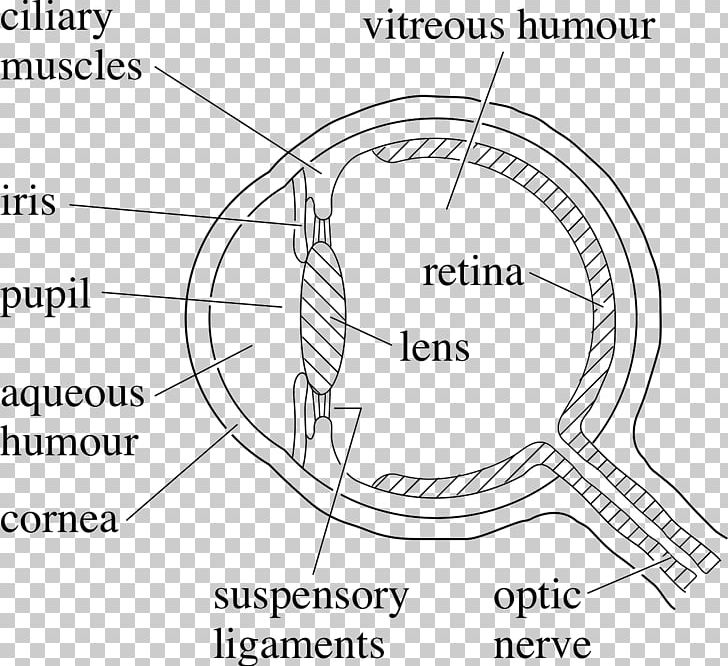Human Eye Diagram Drawing PNG, Clipart, Angle, Angular Aperture, Area, Black And White, Brand Free PNG Download