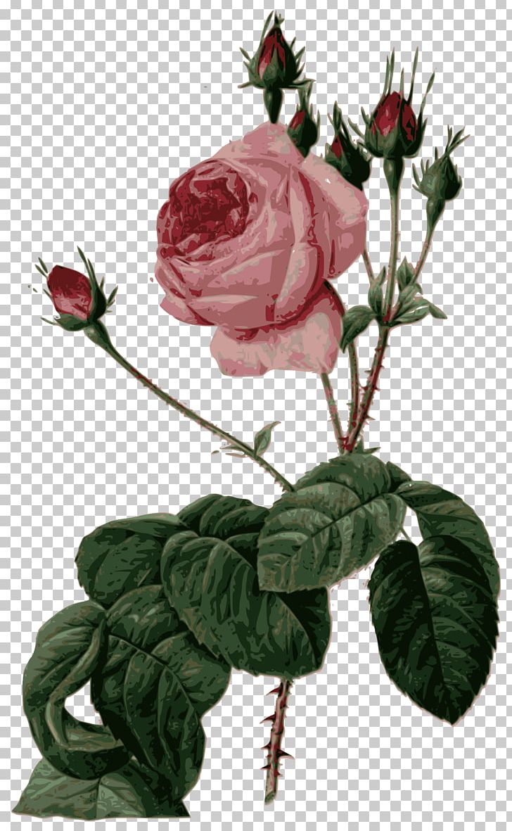 Les Roses Pierre-Joseph Redouté (1759-1840) Cabbage Rose Painter Canvas PNG, Clipart, Art, Branch, Canvas Print, Cut Flowers, Drawing Free PNG Download