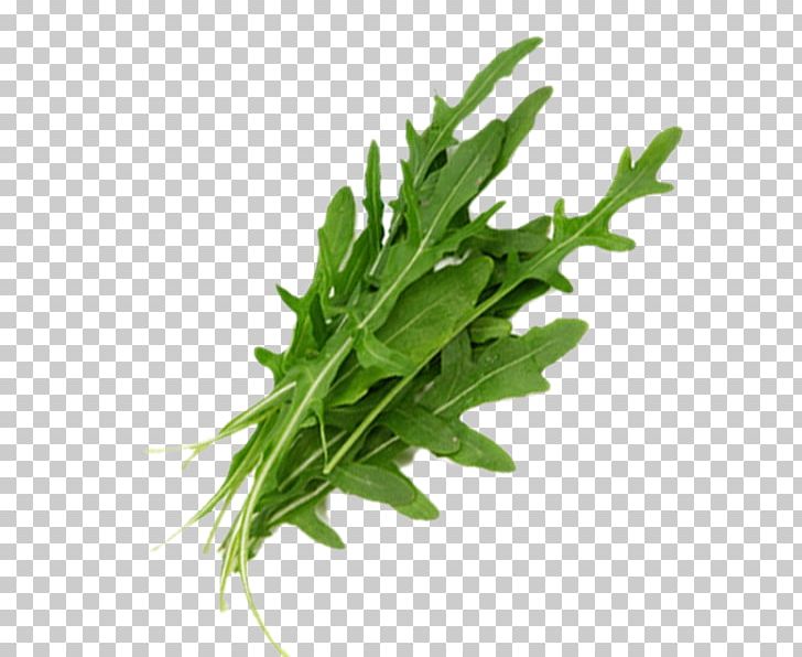 Vegetable Spring Greens Rapini Coriander Amsoi PNG, Clipart, Coriander, Fines Herbes, Food Drinks, Herb, Istock Free PNG Download