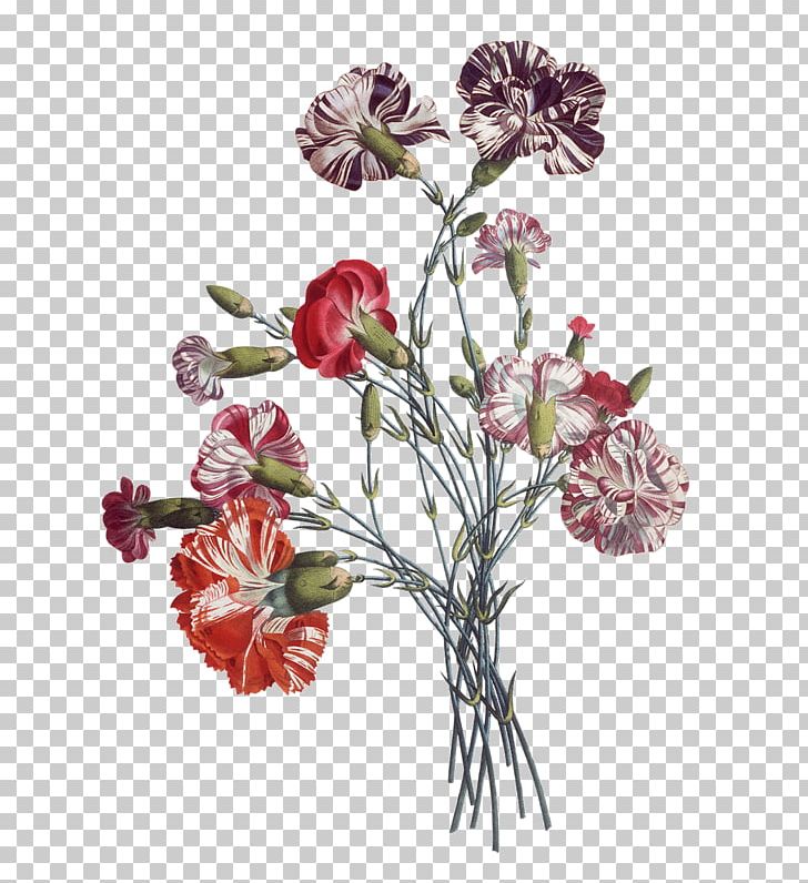 Flower Illustration Floral Design Drawing PNG, Clipart, Art, Botany, Bouquet, Cut Flowers, Drawing Free PNG Download