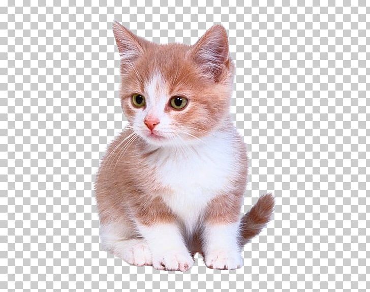 Kitten Cat Puppy Dog Litter Box PNG, Clipart, Alley Cat Rescue, American Wirehair, Animals, Carnivoran, Cat Like Mammal Free PNG Download
