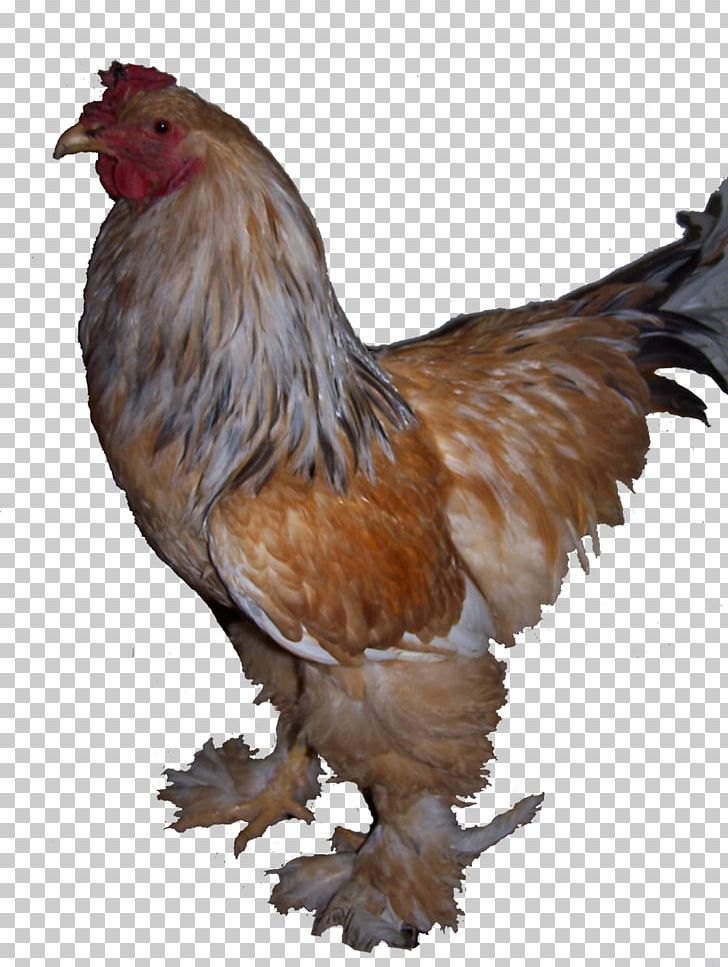 Rooster Feather Beak Chicken As Food PNG, Clipart, Animals, Beak, Bird, Brahma, Chicken Free PNG Download