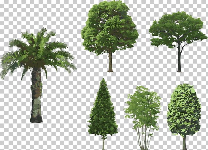 Tree PNG, Clipart, Bark, Biome, Branch, Download, Drawing Free PNG Download