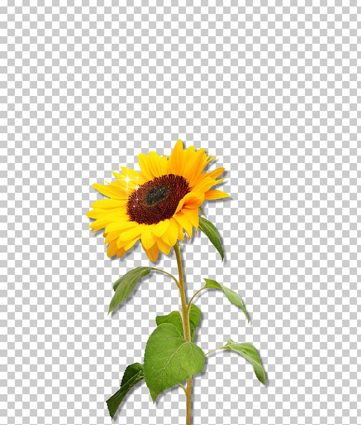Common Sunflower Sunflower Seed PNG, Clipart, Common Sunflower, Daisy Family, Floral Design, Floristry, Flower Free PNG Download