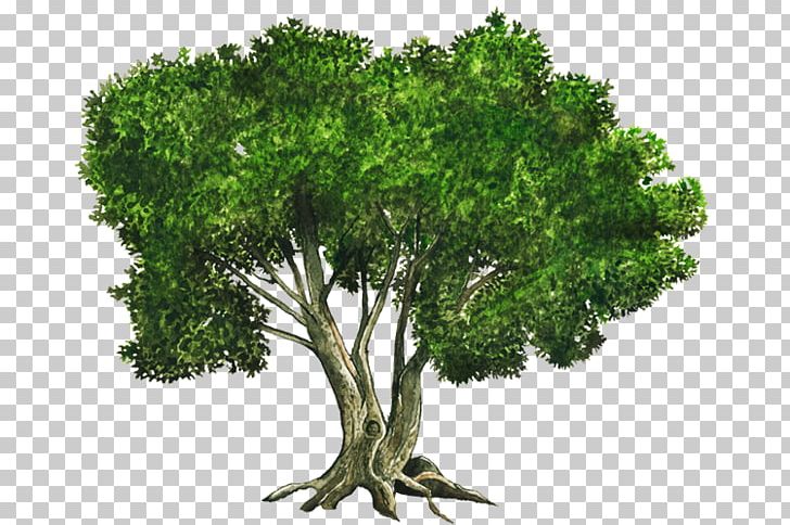Tree PNG, Clipart, Arecaceae, Branch, Christmas Tree, Clip Art, Grass Free PNG Download