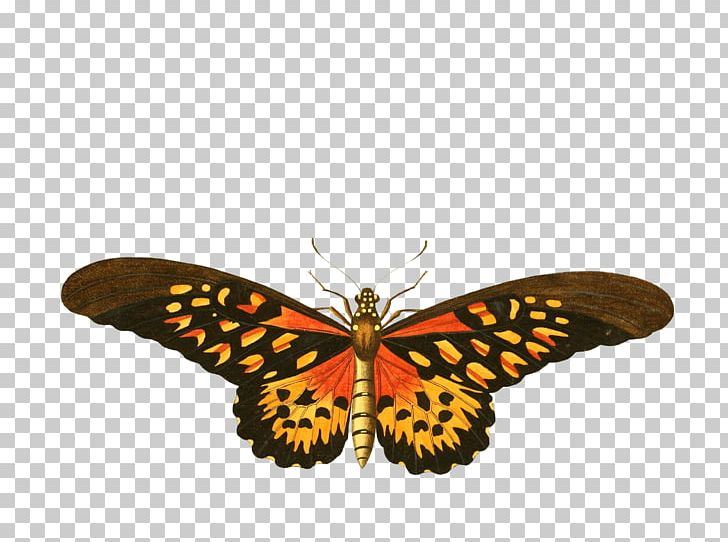 Butterfly Insect Birdwing Ornithoptera Euphorion Papilio Antimachus PNG, Clipart, Arthropod, Brush Footed Butterfly, But, Butterfly, Insect Free PNG Download