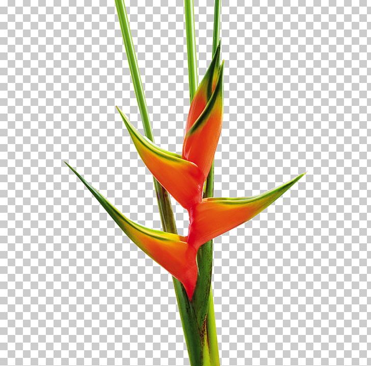 Flower Heliconia Bihai Heliconia Chartacea Plant Stem PNG, Clipart, Bird Of Paradise Flower, Cut Flowers, Flower, Flowering Plant, Heliconia Free PNG Download