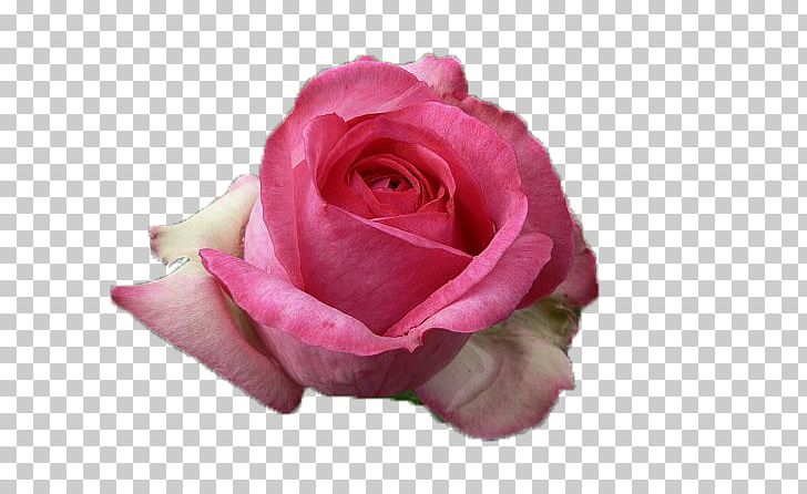 Pink Garden Roses PNG, Clipart, Centifolia Roses, Closeup, Cut Flowers, Floribunda, Flower Free PNG Download