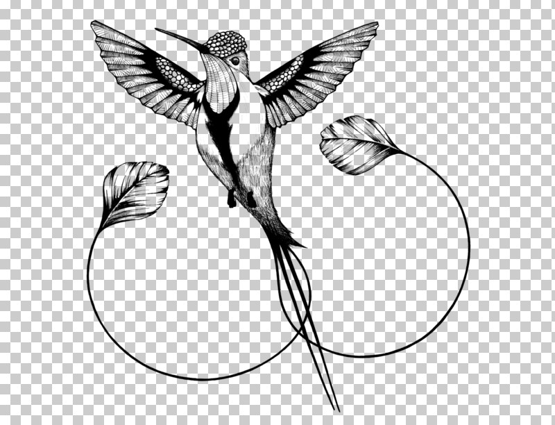 Hummingbird PNG, Clipart, Beak, Bird, Coloring Book, Coraciiformes, Drawing Free PNG Download