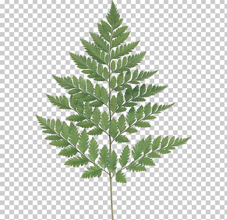 Fern Leaf Watercolor Painting Photography PNG, Clipart, Art, Bud, Decoupage, Fern, Ferns And Horsetails Free PNG Download