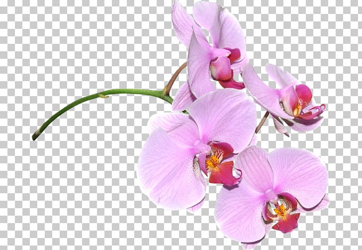 Flower Raster Graphics Digital PNG, Clipart, Clip Art, Cut Flowers, Desktop Wallpaper, Digital Image, Flower Free PNG Download