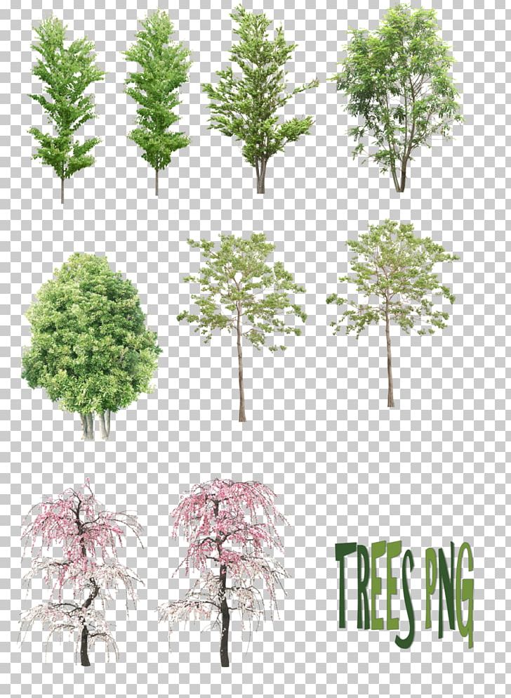 Tree PNG, Clipart, Art, Branch, Computer Graphics, Deviantart, Digital Art Free PNG Download