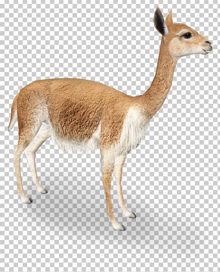 Vicuña Llama Guanaco Alpaca Antelope PNG, Clipart, Alpaca, Animal, Antelope, Camel Like Mammal, Deer Free PNG Download