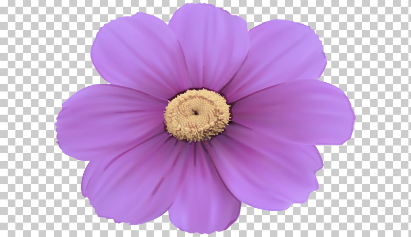 Petal Violet Flower Purple Pink PNG, Clipart, Annual Plant, Daisy Family, Flower, Herbaceous Plant, Petal Free PNG Download