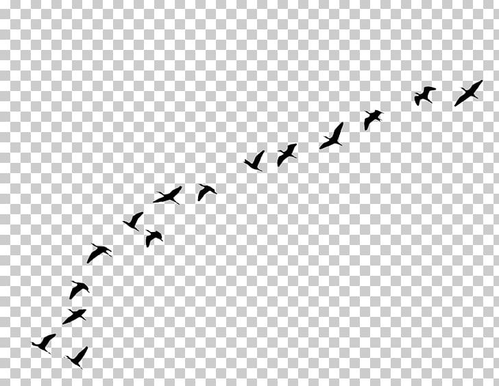 Bird Flight Goose PNG, Clipart, Animal Migration, Animals, Beak, Bird, Bird Flight Free PNG Download