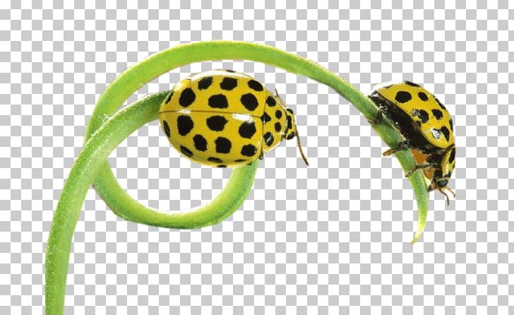 Ladybird Insect Butterfly PNG, Clipart, Animal, Animals, Animation, Arthropod, Bee Free PNG Download