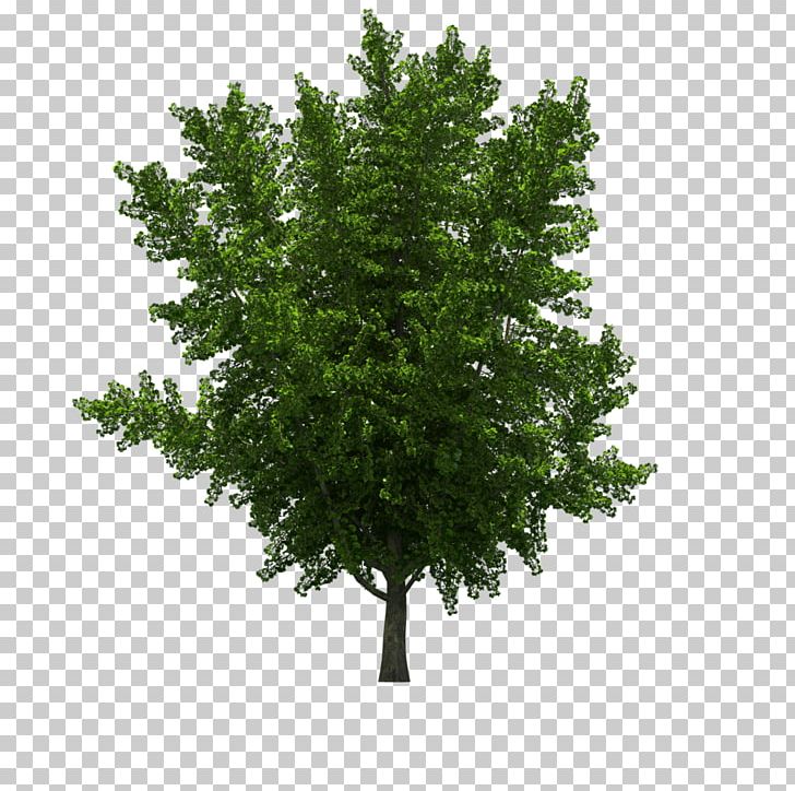 Spruce Tree Landscape PNG, Clipart, 724, Biome, Branch, Button, Computer Icons Free PNG Download