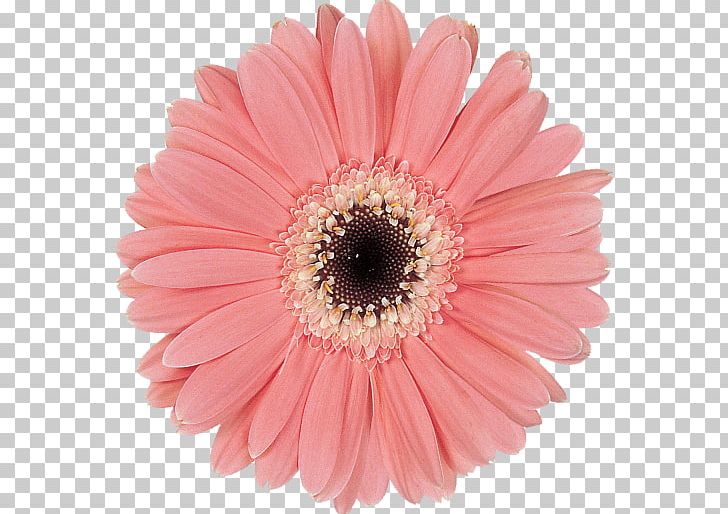 Transvaal Daisy Cut Flowers Common Daisy Petal PNG, Clipart, Aster, Chrysanthemum, Common Daisy, Common Lilac, Cut Flowers Free PNG Download